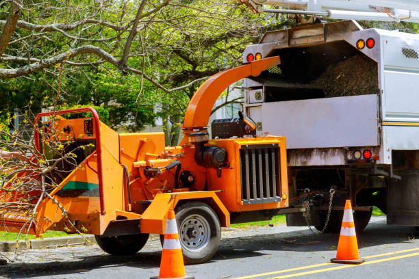 Best Tree Maintenance Programs  in Candlewick Lake, IL